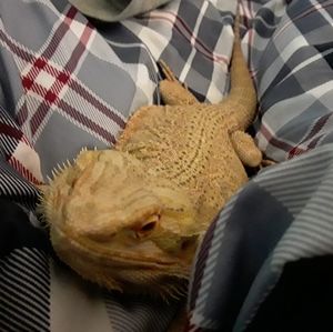 Meet your Posher, Thomas